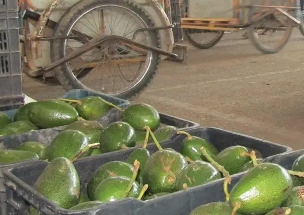 Aguacate doble cosecha: una opción más accesible en mercados