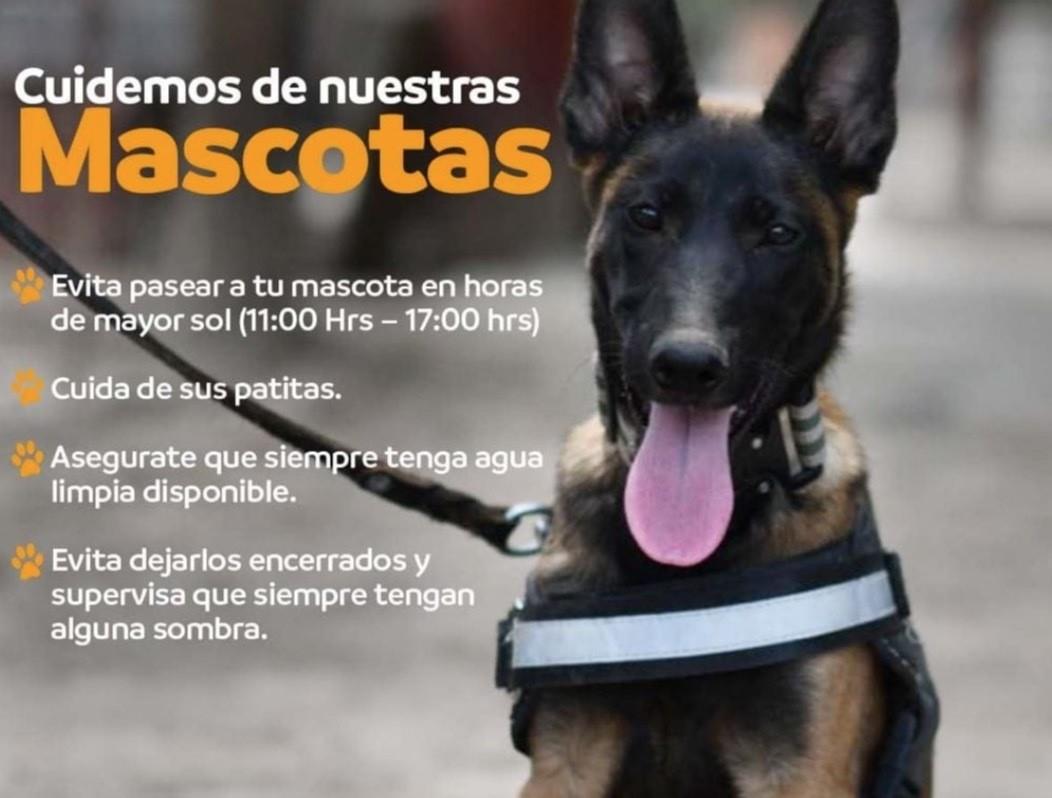 Ante altas temperaturas cómo cuidar a las mascotas