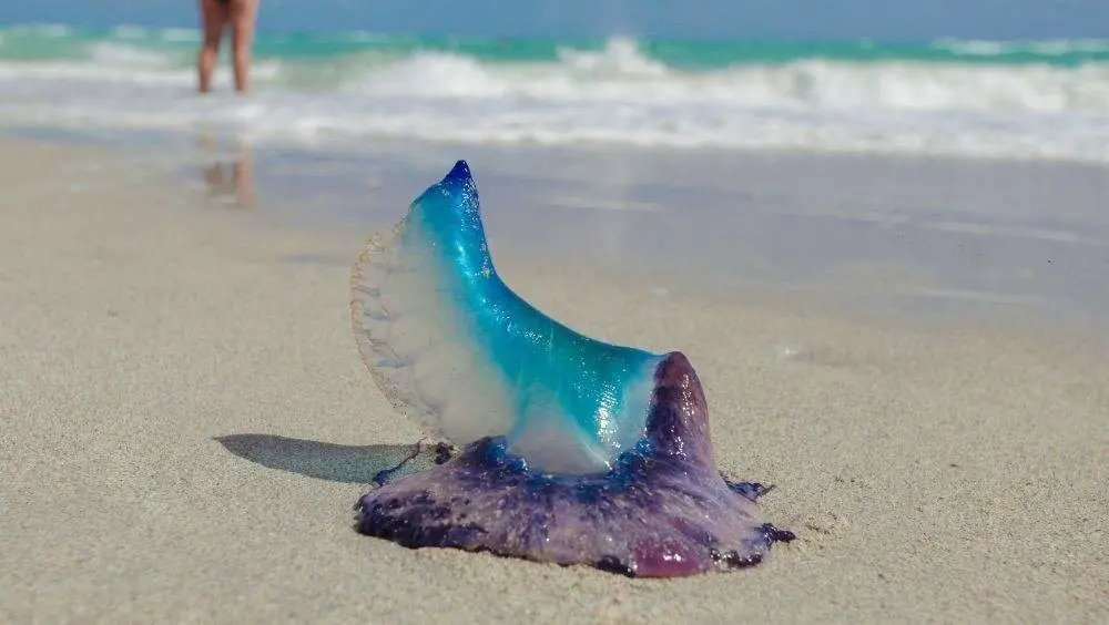 Aguamalas carabelas portuguesas en las playas de Yucatán. Foto: Redes sociales