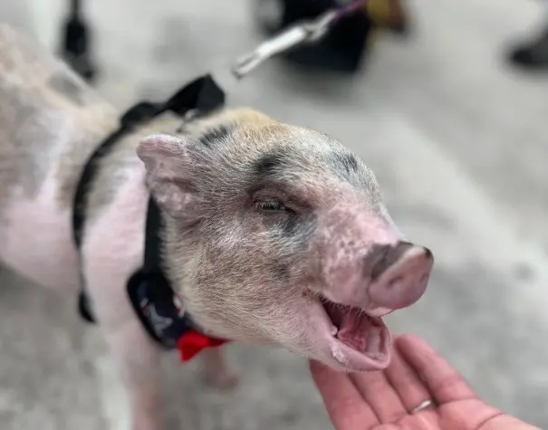 Se espera que Earl Piglet Long llegue a pesar 36 kilos y disfrute de una vida plena en la granja de Ventrella. Foto: X.