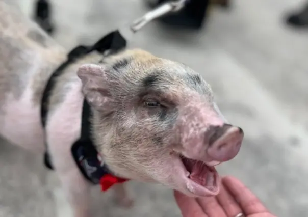 Cerdo arrojado como balón en Capitolio de Luisiana recibe indulto