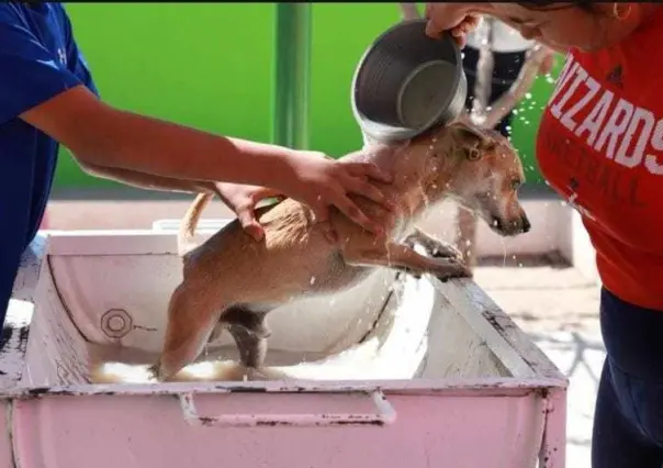 Iniciará en marzo desparasitación externa de perros y gatos en Saltillo