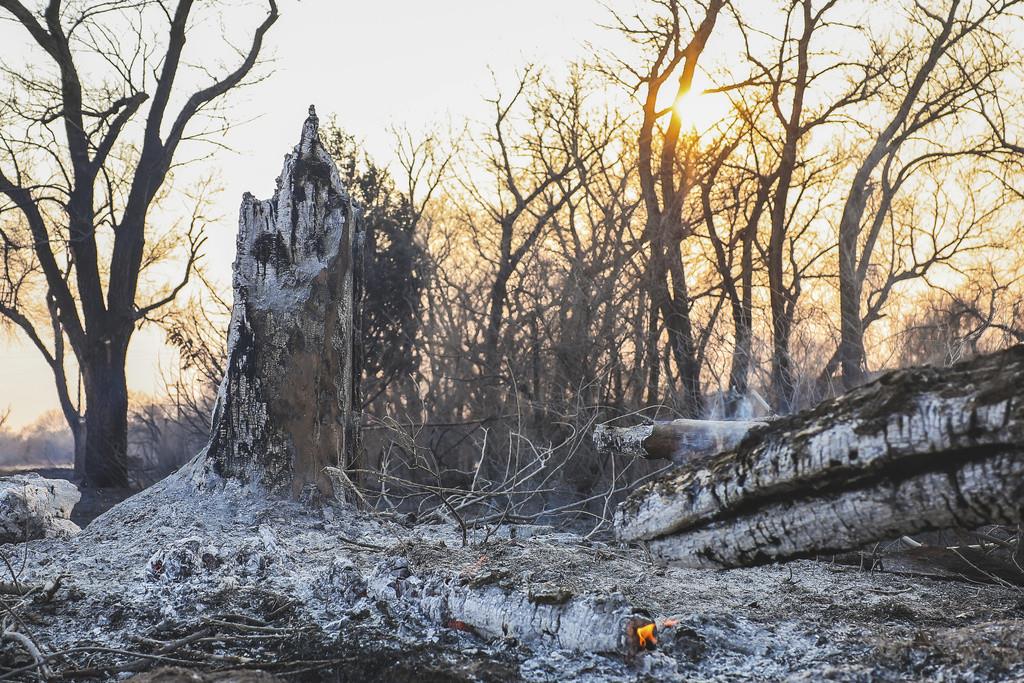 Troncos de árboles arden después de que el incendio de Smokehouse Creek arrasó el área, el miércoles 28 de febrero de 2024, en Canadian, Texas. (AP Foto/David Erickson)