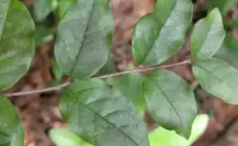 Plantas medicinales en Yucatán: Chintok, cura maya para las piedras en el riñón