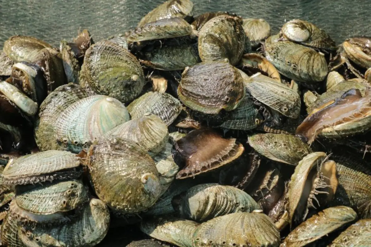 Finaliza la veda de abulón en la zona IV de Baja California Sur. Foto: Gobierno de BCS