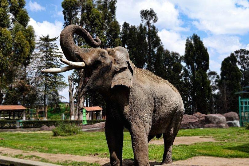 Por cada 10 llaves que donen, se les entregará un pase para adulto y por cada 5 llaves, será un pase para niño. Foto: Parque Ecológico Zacango