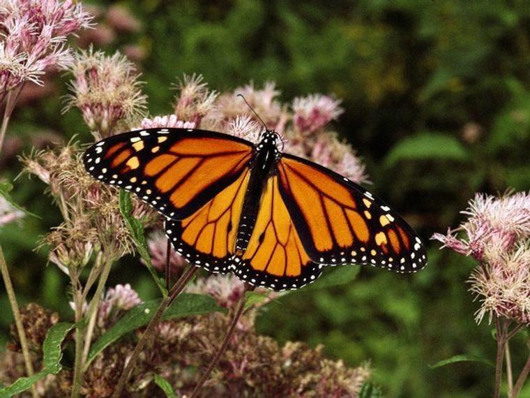 El clima seco ha afectado en la conservación. Imagen: NATGEO