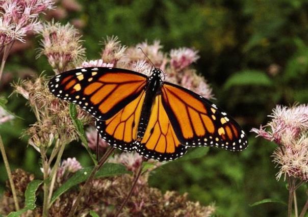 Crean viveros de mariposa monarca para su conservación