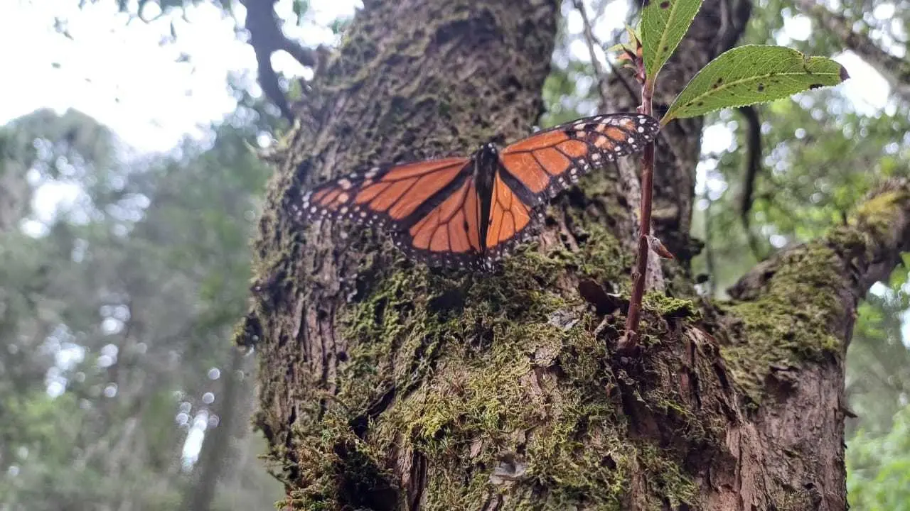 Espran la llegada de la Mariposa Monarca desde los últimos días de octubre. Imagen: POSTA