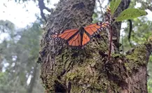Disminuyó casi 60% la llegada de Mariposa Monarca al Edomex Disminuyó casi 60% la llegada de Mariposa Monarca al Edomex