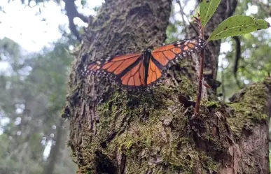 Disminuyó casi 60% la llegada de Mariposa Monarca al Edomex