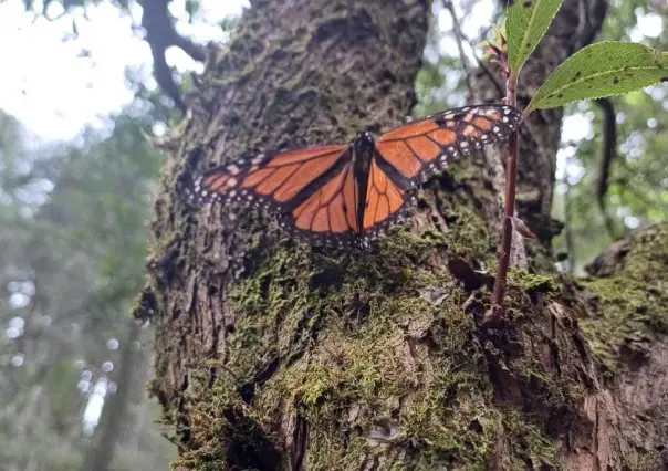 Disminuyó casi 60% la llegada de Mariposa Monarca al Edomex