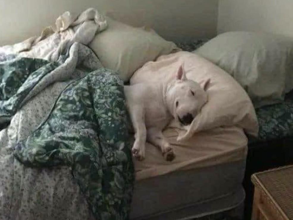 Milo, perro se queda con el cuarto del hijo de sus dueños y se hace viral