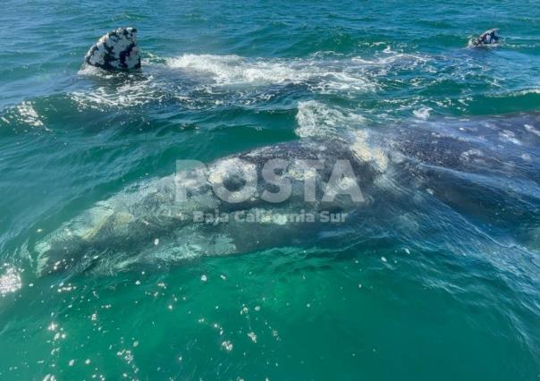 Lánzate al Festival de la Ballena Gris en Guerrero Negro