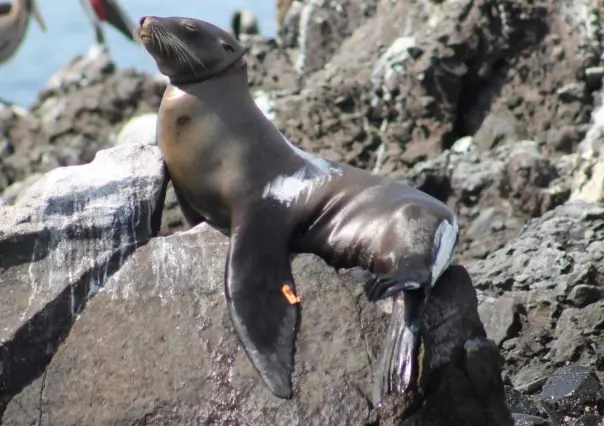 Liberan a lobo marino atrapado en red de pesca en San Rafaelito, La Paz