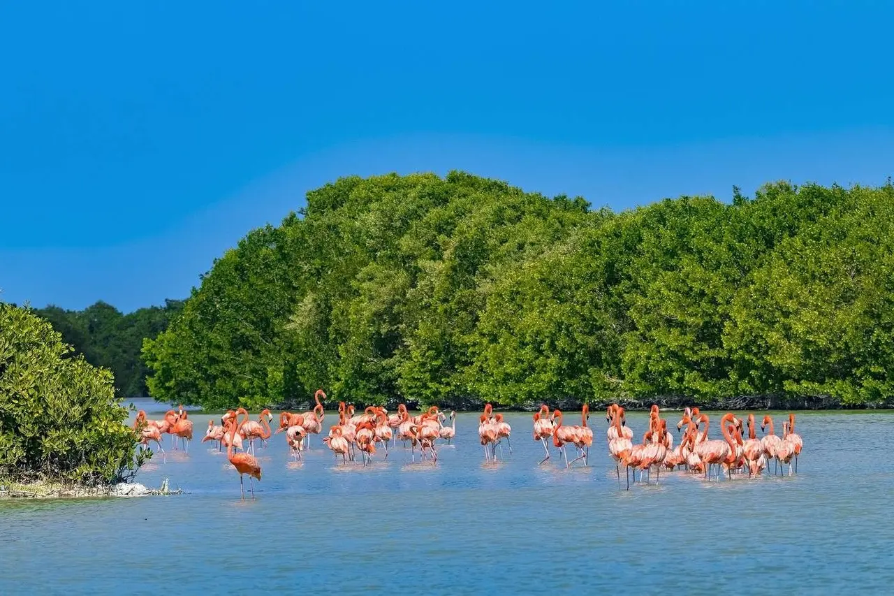 Uno de sus atractivos principales es la Reserva de la Biosfera Ría Celestún Fotos: Ilustrativas