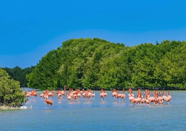 ¿Qué es lo que puedo hacer durante mi visita a las playas de Celestún, Yucatán?