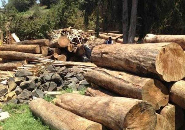 La tala clandestina se convierte en una fuerte amenaza para el Nevado de Toluca