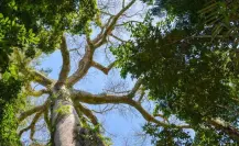 ¿Qué árboles yucatecos dan mucha sombra y ayudan a bajar el calor?