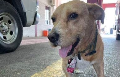 La historia conmovedora de Mopri, el bombero de cuatro patas