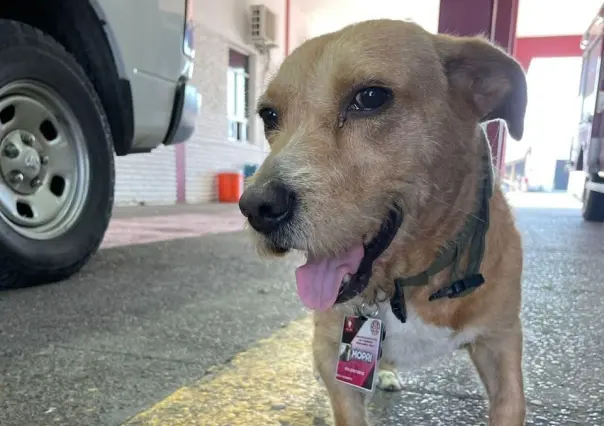 La historia conmovedora de Mopri, el bombero de cuatro patas