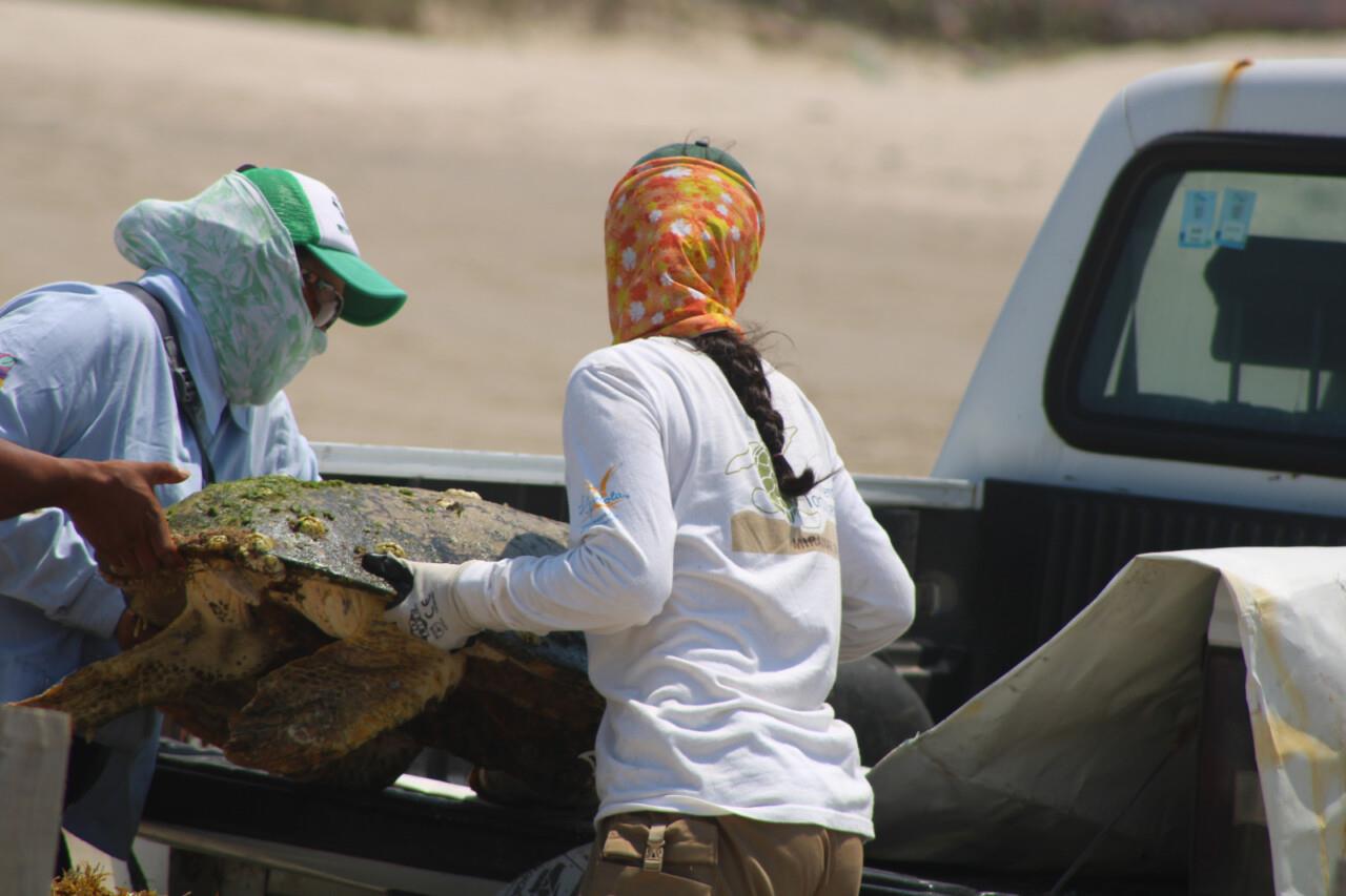 Es la segunda tortuga que localizan muerta en lo que va del año. Foto: redes sociales