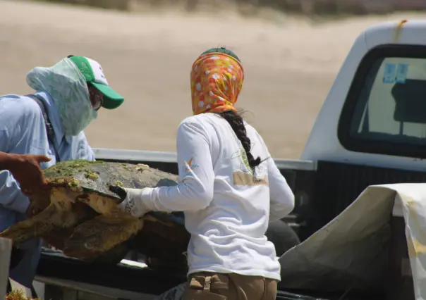 Tortuga aparece muerta en playa Miramar, segunda en lo que va del año