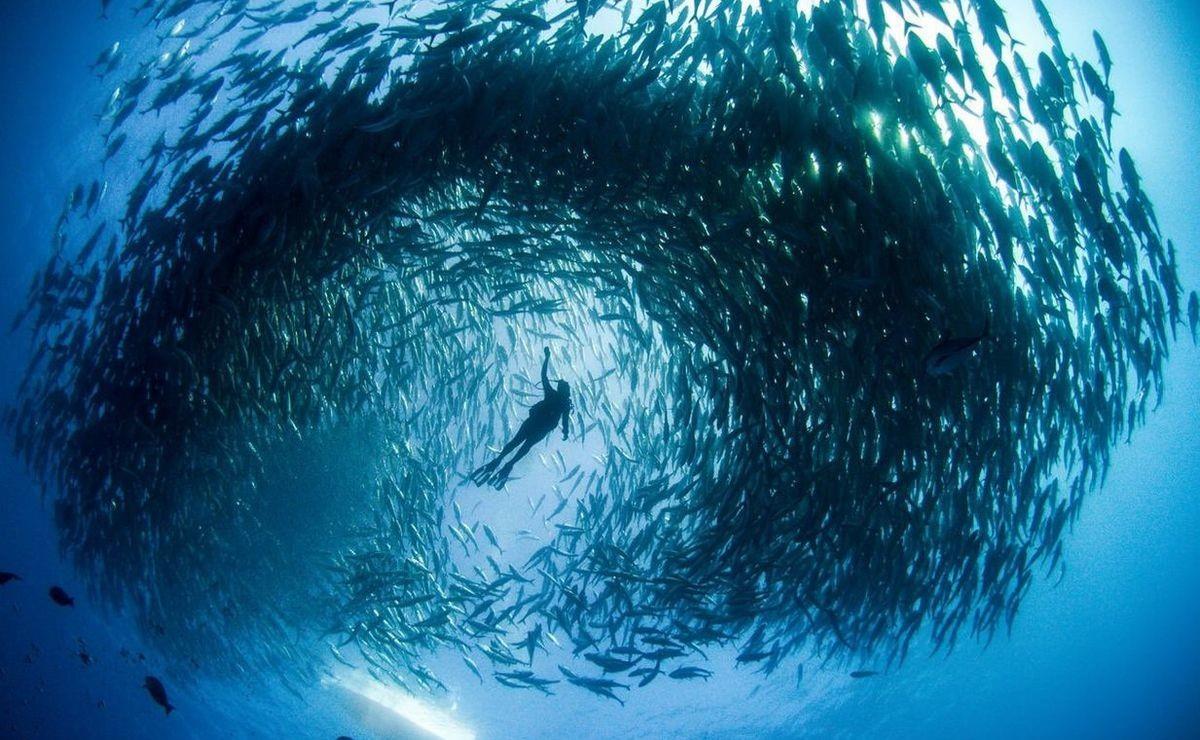 Descubre Cabo Pulmo: el Acuario del Mundo en BCS