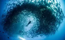 Descubre Cabo Pulmo: el Acuario del Mundo en BCS