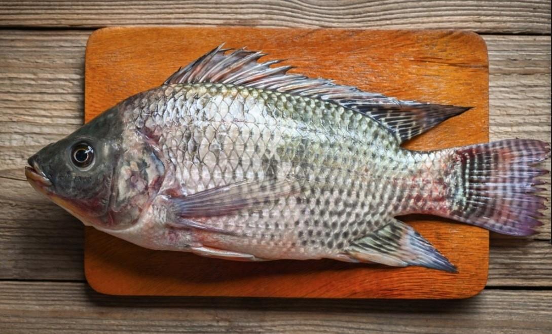 piel de tilapia se coloca de forma estéril en las zonas afectadas por quemaduras y puede permanecer sin ser retirada hasta 10 días. Foto: Especial.