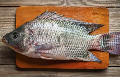 Piel de tilapia: científicos investigan uso en tratamiento de quemaduras (VIDEO)