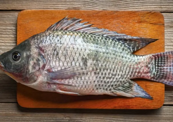 Piel de tilapia: científicos investigan uso en tratamiento de quemaduras (VIDEO)