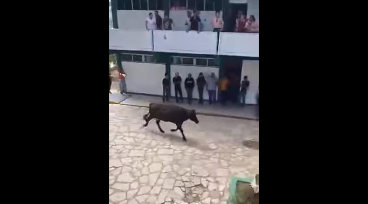 Comenzó una loca carrera por los pasillos de la escuela.