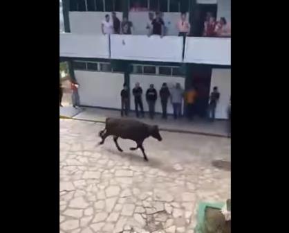 Vaca causa sensación en el Tecnológico de Altamira