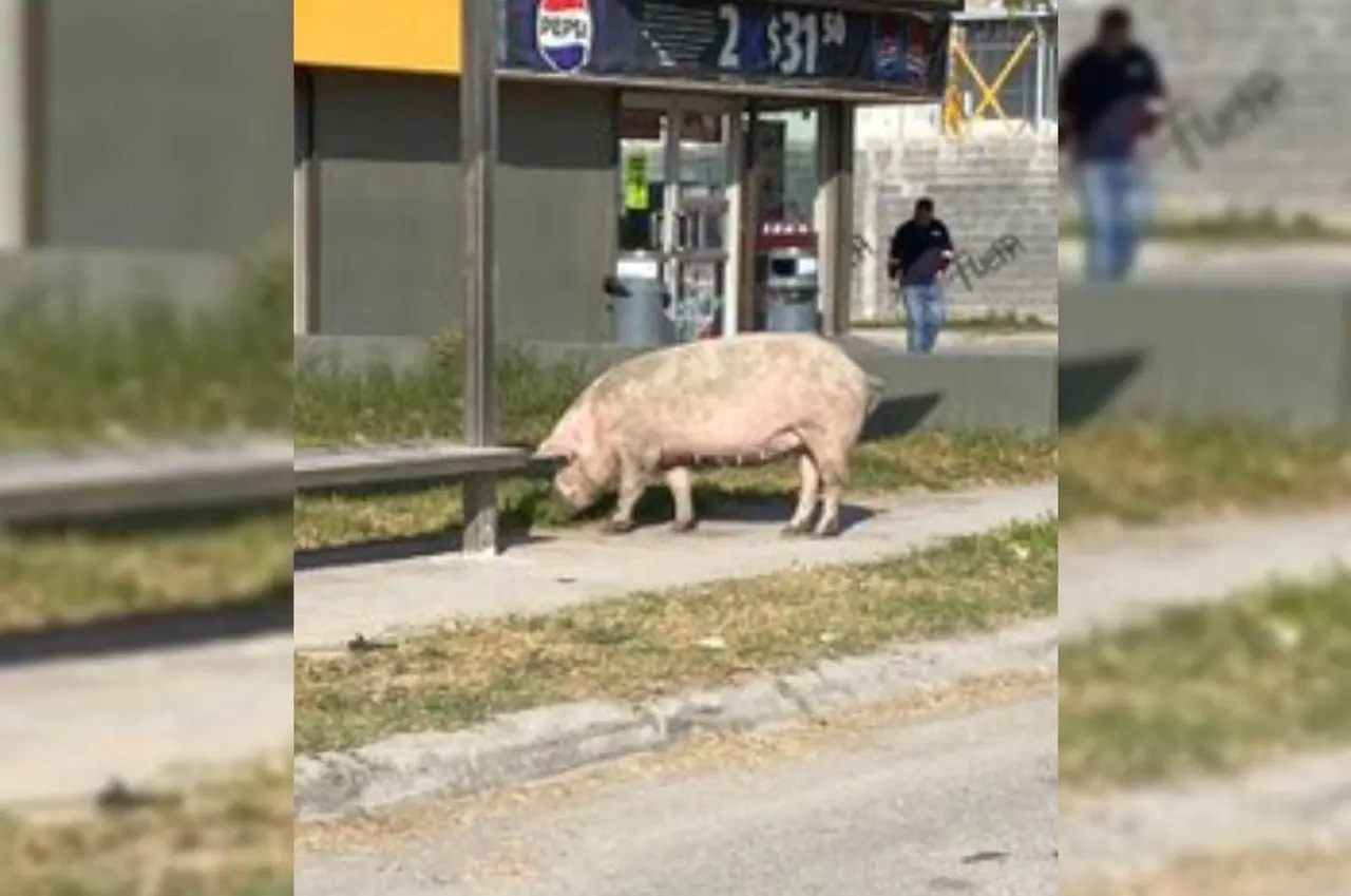 Se desconoce el origen o el paradero del cerdo. Foto: X.