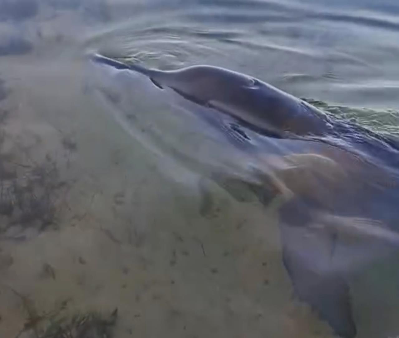 Esta mañana del martes se reportó el varamiento de un delfín en la playa yucateca de Santa Clara, que se suma a otros ocurridos en Celestún y Telchac.- Foto de redes sociales