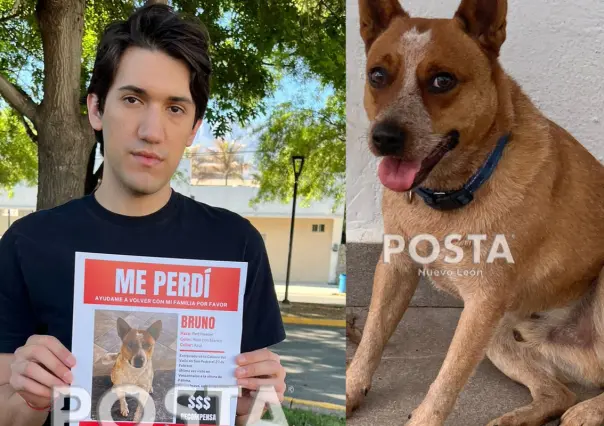 Buscan a perrito extraviado en San Pedro; Se llama Bruno