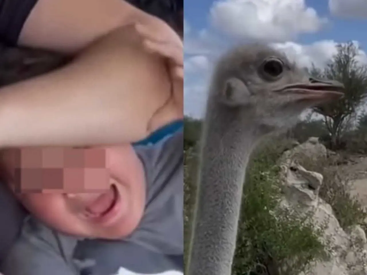 Dentro de las imágenes, se puede observar al menor pidiendo a su mamá que no lo deje ante la cercanía del avestruz. Foto: Especial.