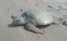¿Cuándo inicia la temporada de anidamiento de las tortugas marinas en Yucatán?
