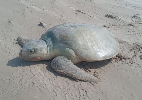 ¿Cuándo inicia la temporada de anidamiento de las tortugas marinas en Yucatán?