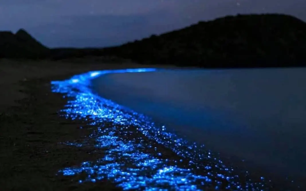 Bioluminiscencia en playa El Saltito, BCS. I Foto: D’Tours La Paz - Los Cabos.