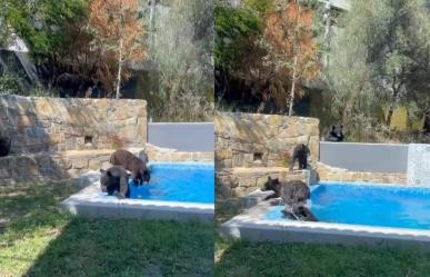 Osos invaden residencia en San Pedro  ¡Se dan chapuzón en la alberca! (VIDEO)