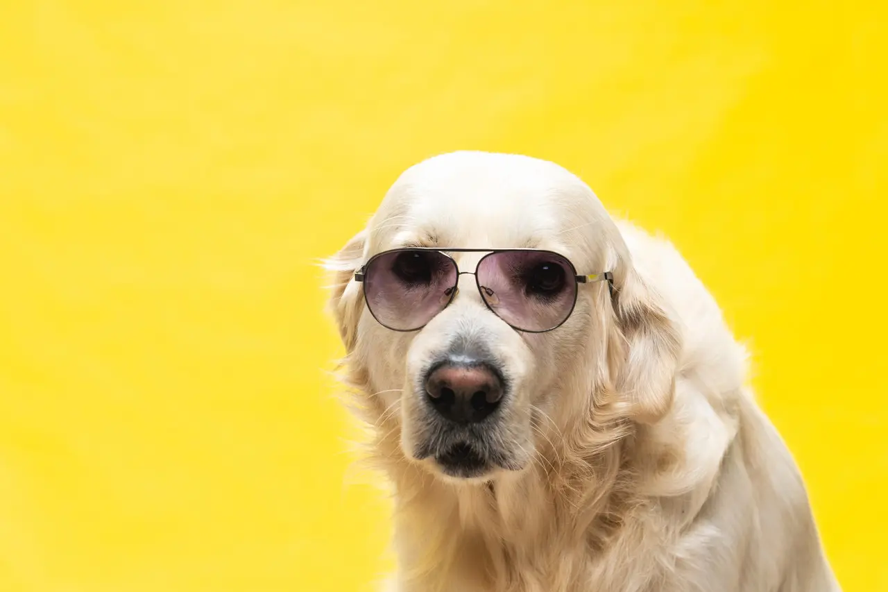 Es importante pensar en las mascotas y tomar las medidas de seguridad adecuadas para protegerlas. (Fotografía: Freepik)