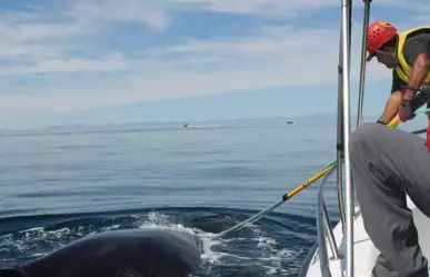 Rescate exitoso de ballena jorobada en La Paz