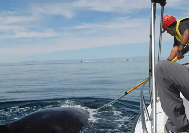 Rescate exitoso de ballena jorobada en La Paz