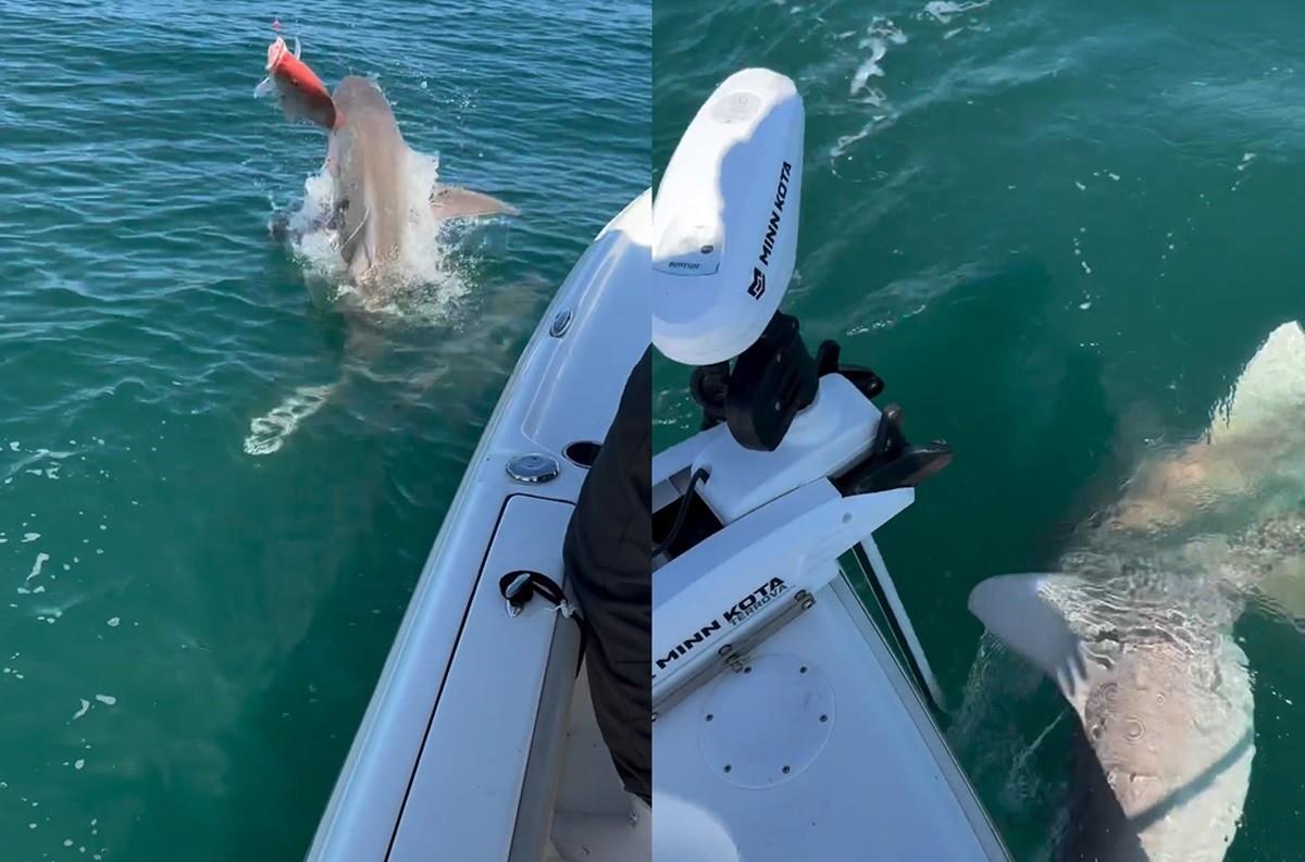 Atacan tiburones motor de un bote de pescadores ¡Viven para contarla! (VIDEO)