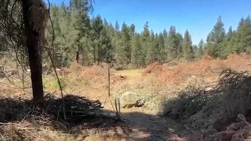 Nueva resistencia en Xonacatlán: Células civiles protegerán los bosques con su vida. Foto: Captura de pantalla