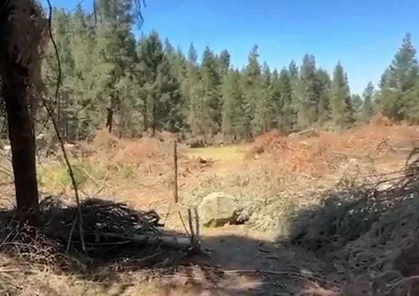 Nueva resistencia en Xonacatlán: Células civiles protegerán los bosques