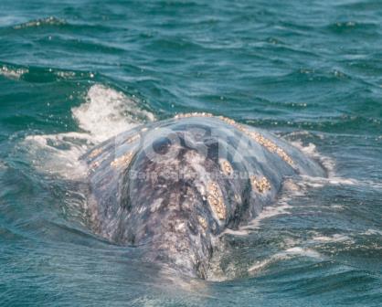 El santuario de la ballena más grande del mundo está en Baja California Sur