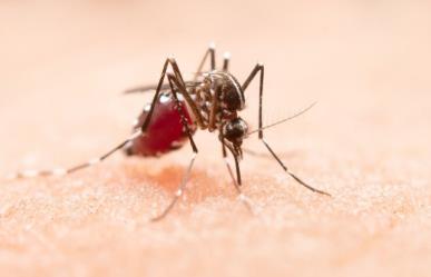 Tiene Los Cabos el mayor número de casos de dengue
